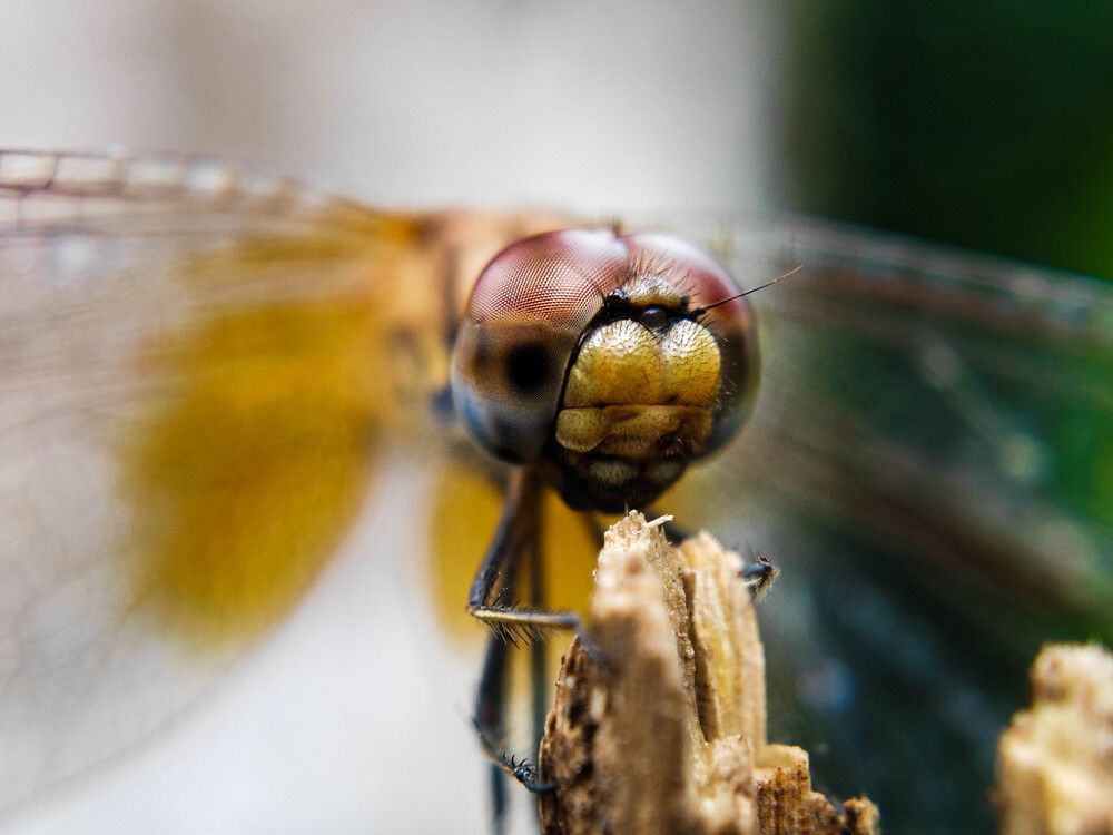 Фотография автора PARTHIV B KRISHNA Krishna