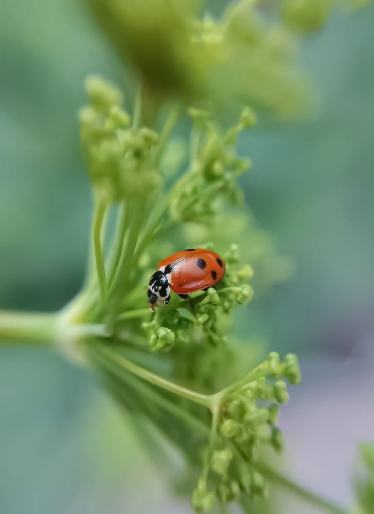 Photograph by Яна Йорданова