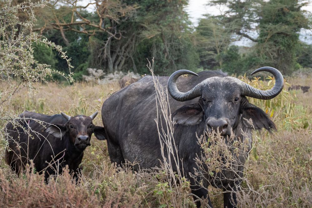 African buffalo (Syncerus caffer)