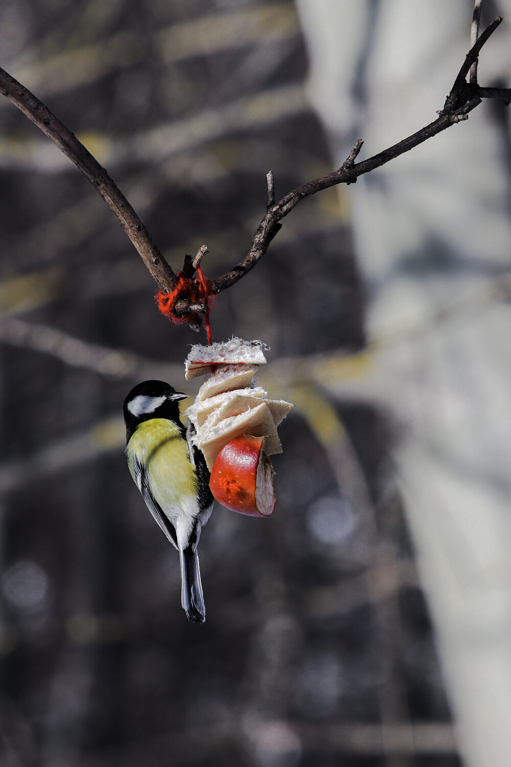 Photo #13305852
