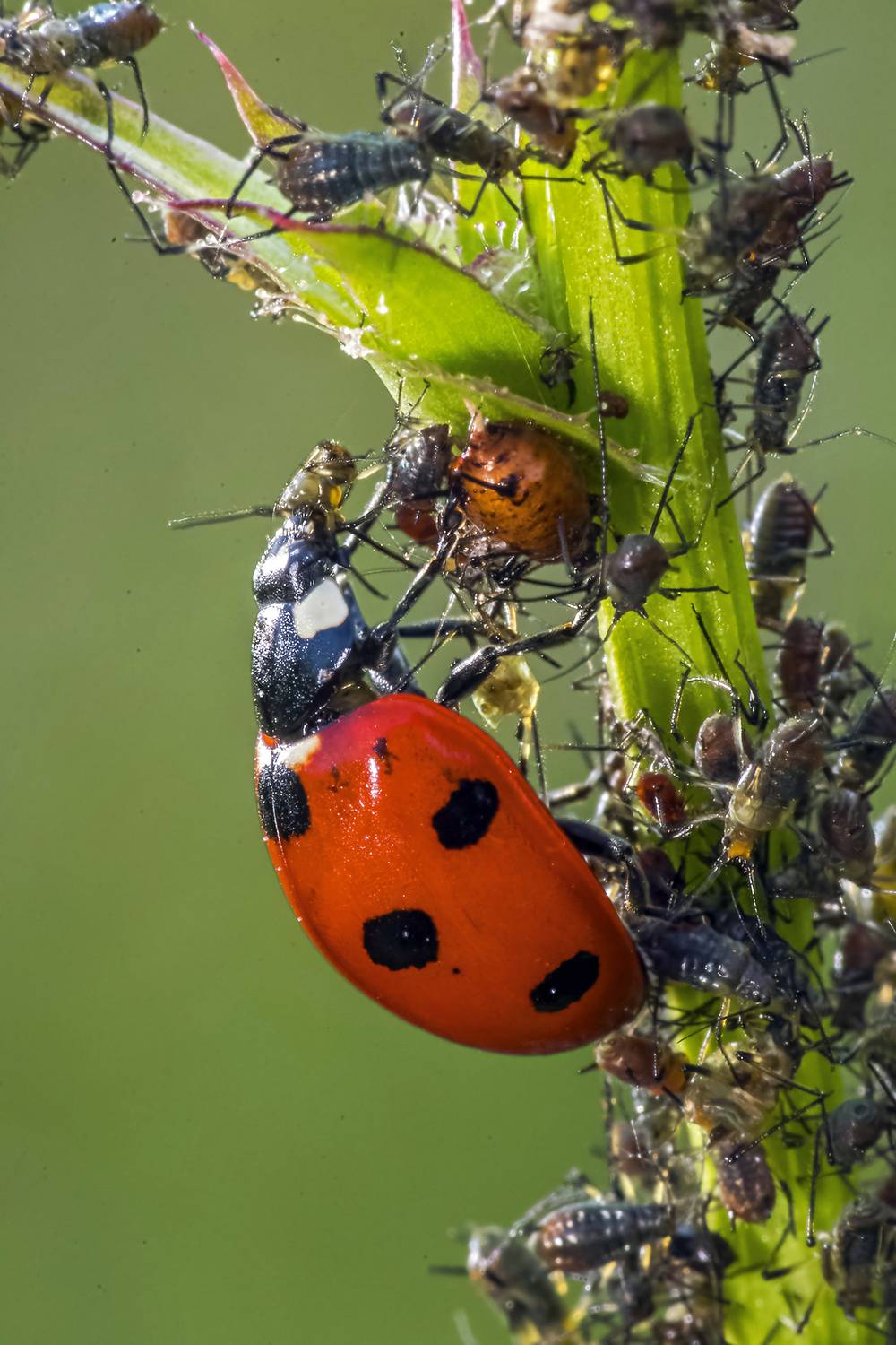 И один в поле воин