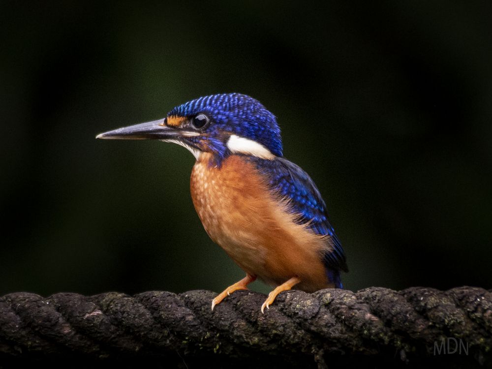 Blue-eared Kingfisher at Bogor, Indonesia