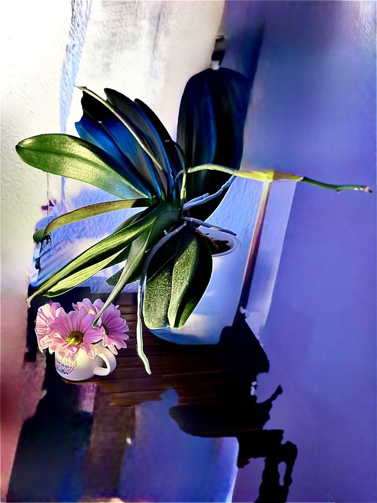 My orchid in art fashion style