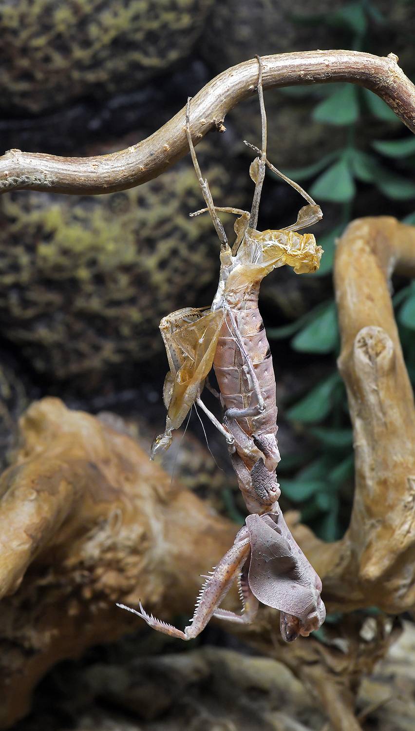 Фотография #13306225