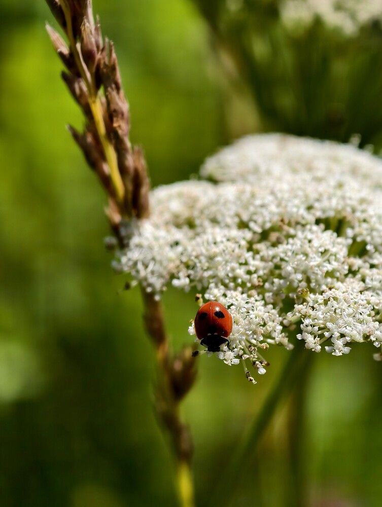 Photograph by Галина Бессуднова