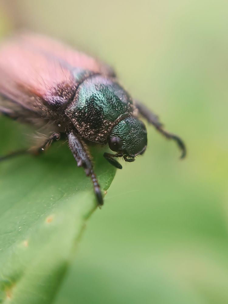 Фотография автора Екатерина Пачина