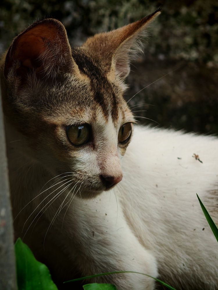 His eyes telling that \"I also want some good food\".