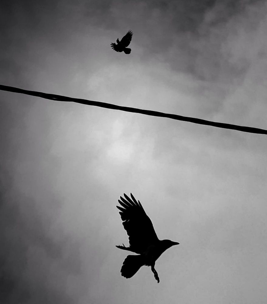 Crows in afternoon