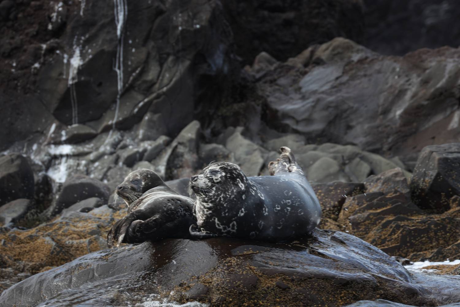 Ларги отдыхают