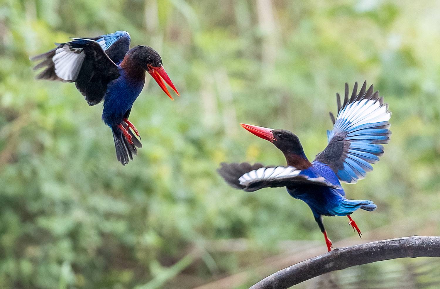 Interrogation Interrogation