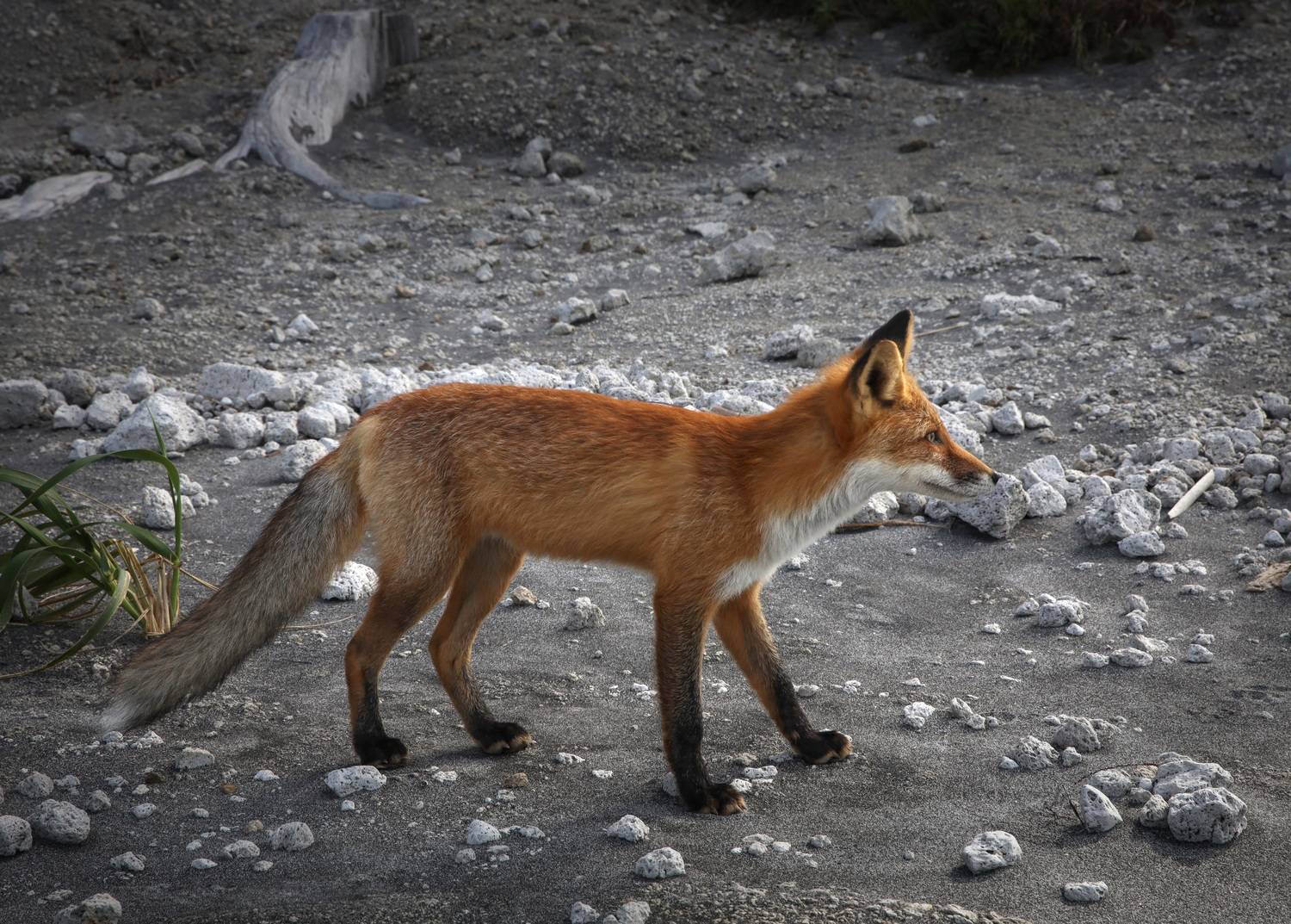 \"Эй, кто там?\" \"Эй, кто там?\"