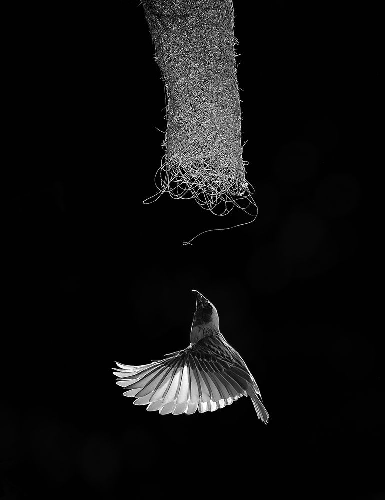 Flight in Symmetry