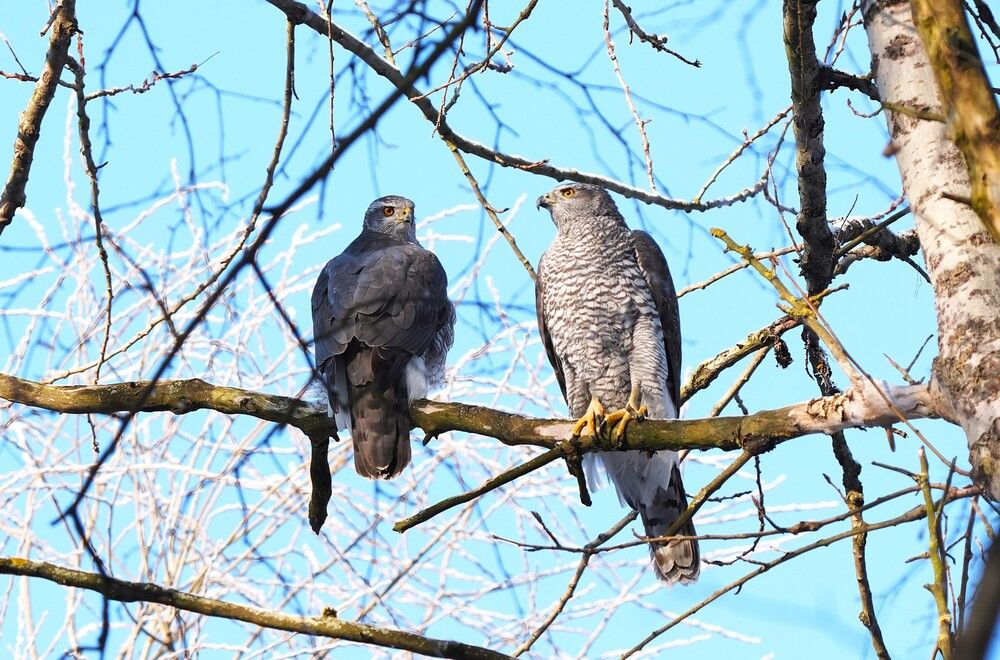 Accipiter gentilis.