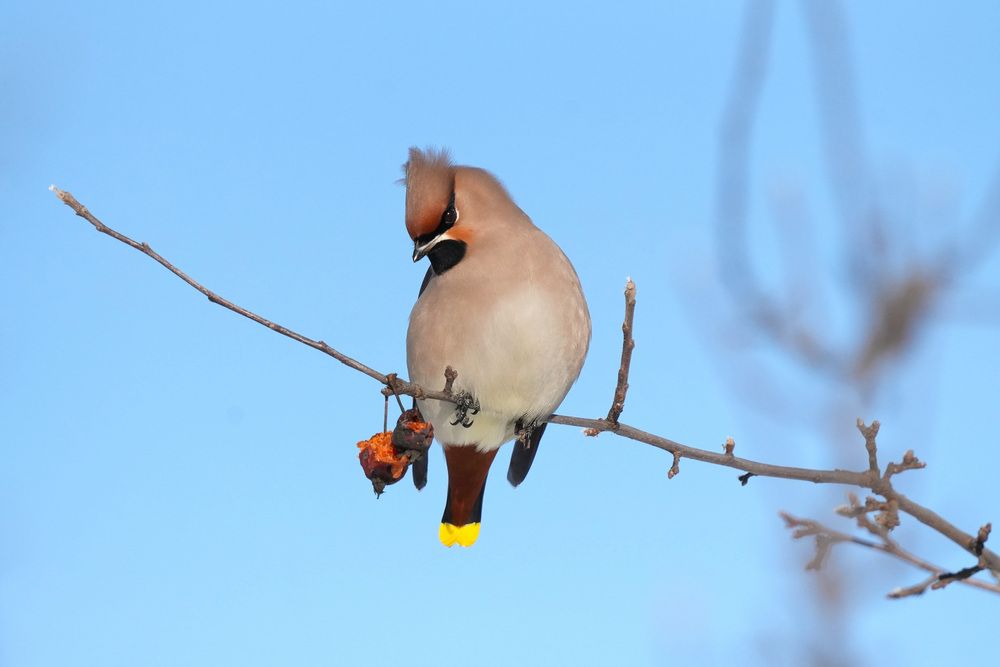 Bombycilla garrulus.