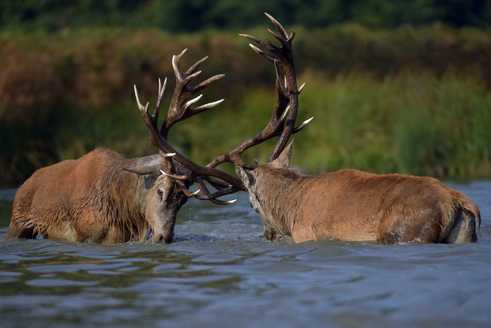 Clash in the Water