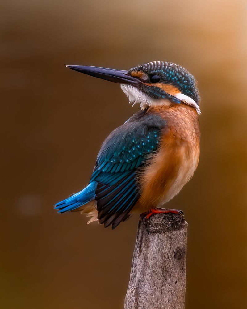 Photograph by Pham Anh Vu