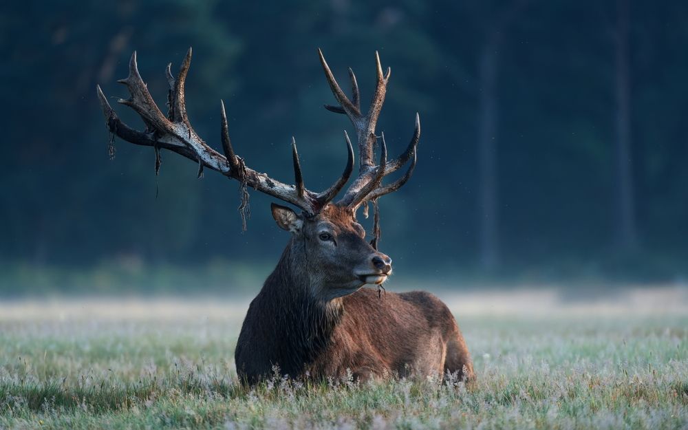 King in Silence