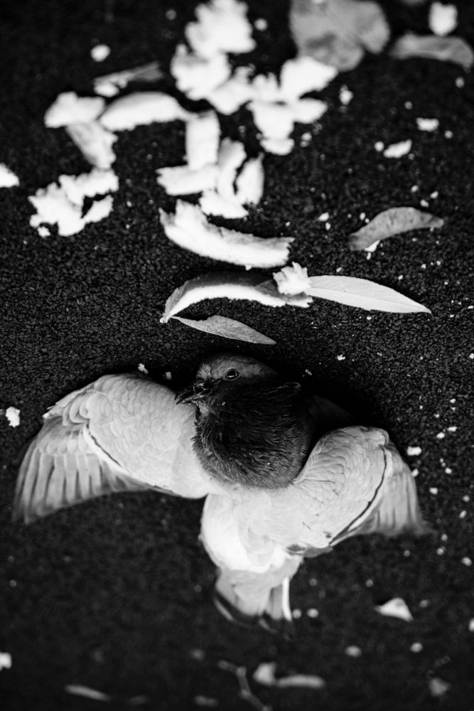 Photograph by Александр Лобачëв
