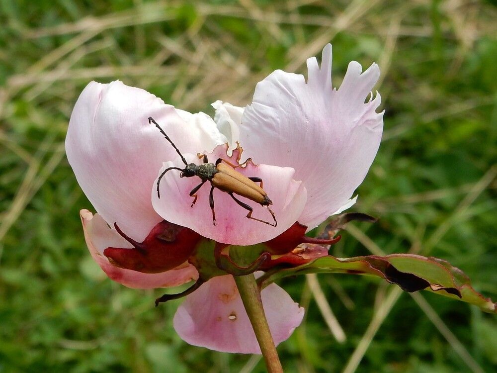 Photograph by Елена Гуляева