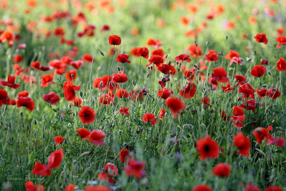 Маки