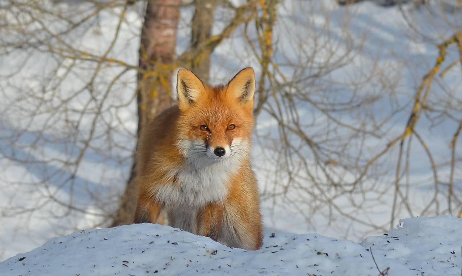 Фотография #13307747