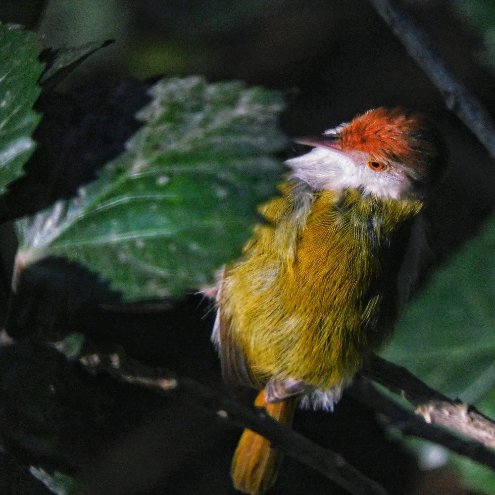 Tailoring away through a hazy morning that questions whether is summer already.