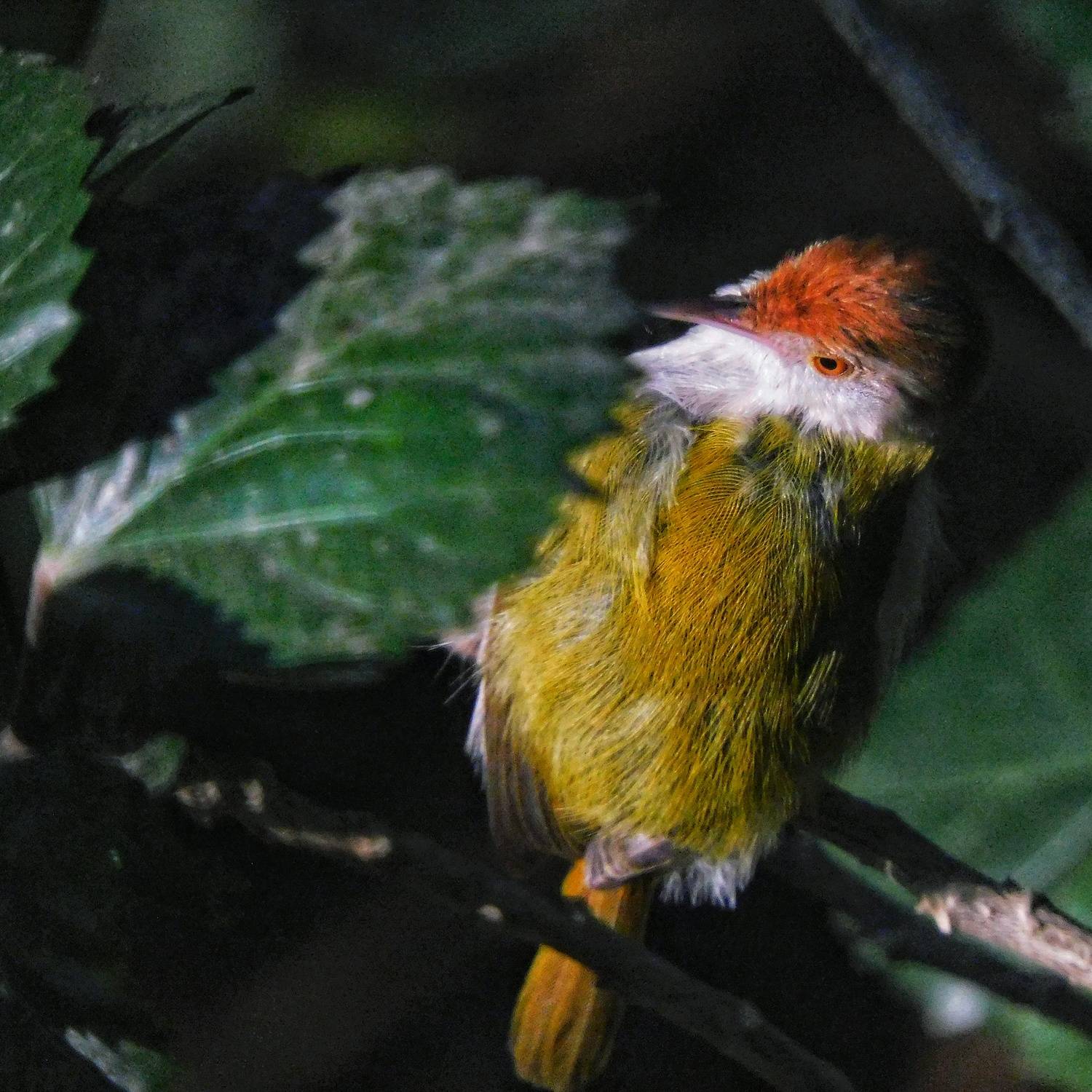 Tailoring away through a hazy morning that questions whether is summer already.