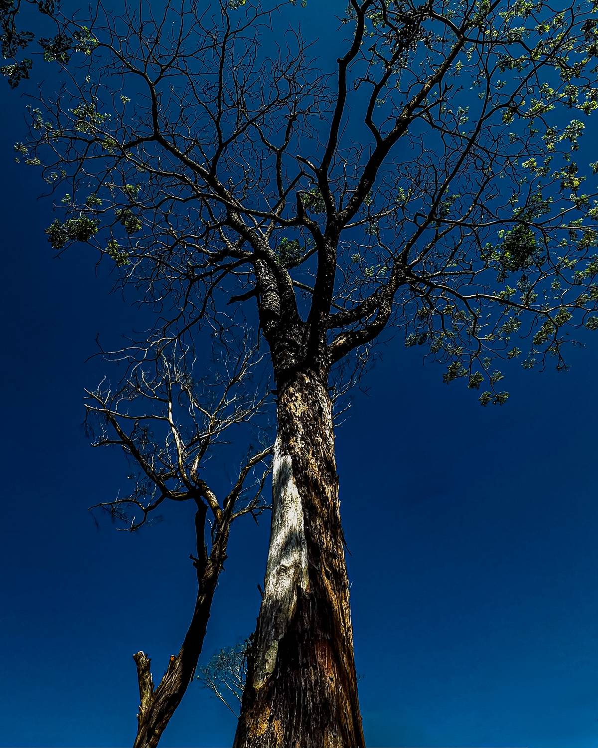 Anatomy of Survival Anatomy of Survival