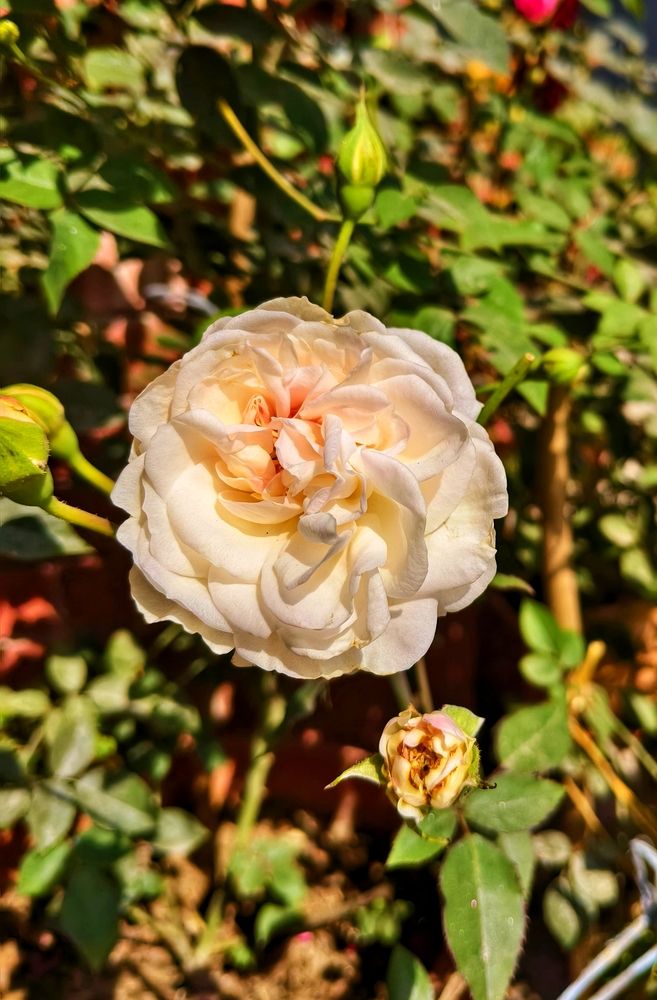 Queen of Flowers ( Off-white Rose)