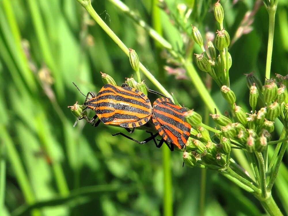 Щитники полосатые