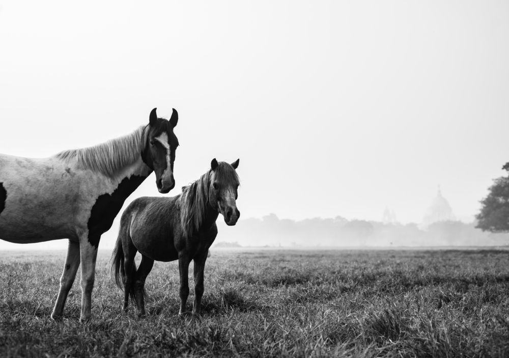 Between Hoofbeats and Horizon