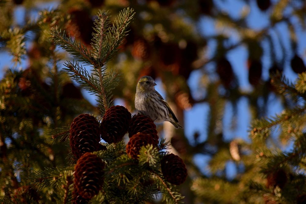 Сосновый чиж