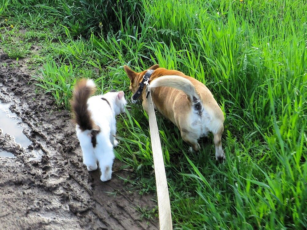 Как кошка с собакой