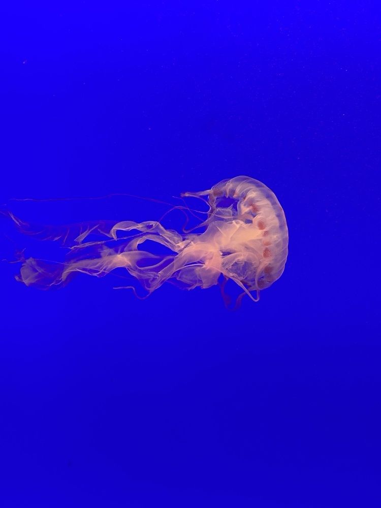 Photograph by Татьяна Дмитриченко