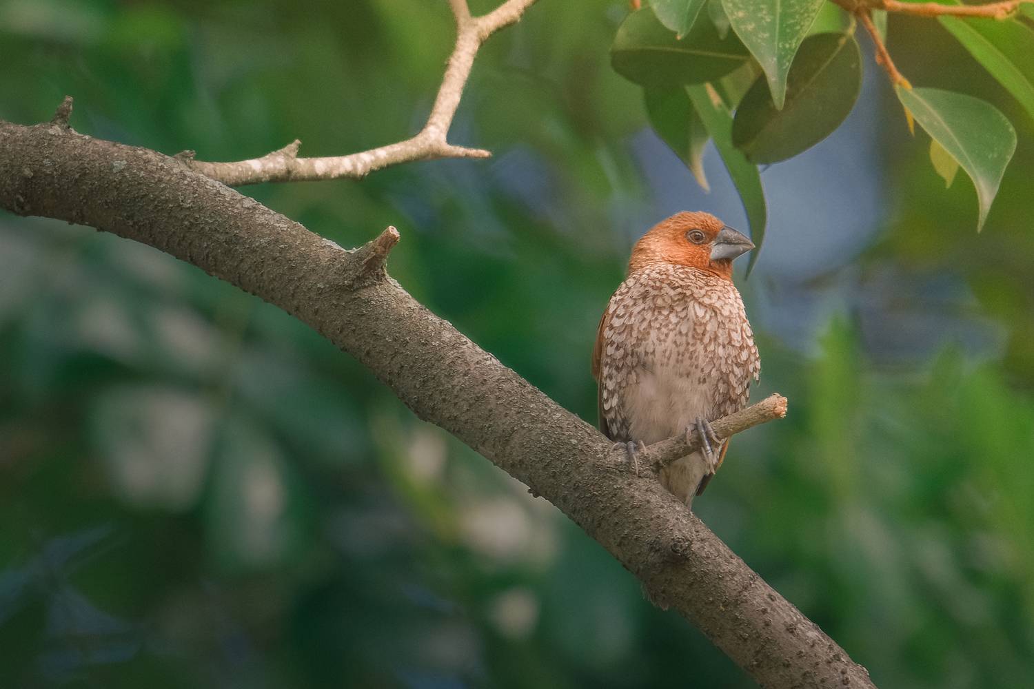 A lonely Bird A lonely Bird
