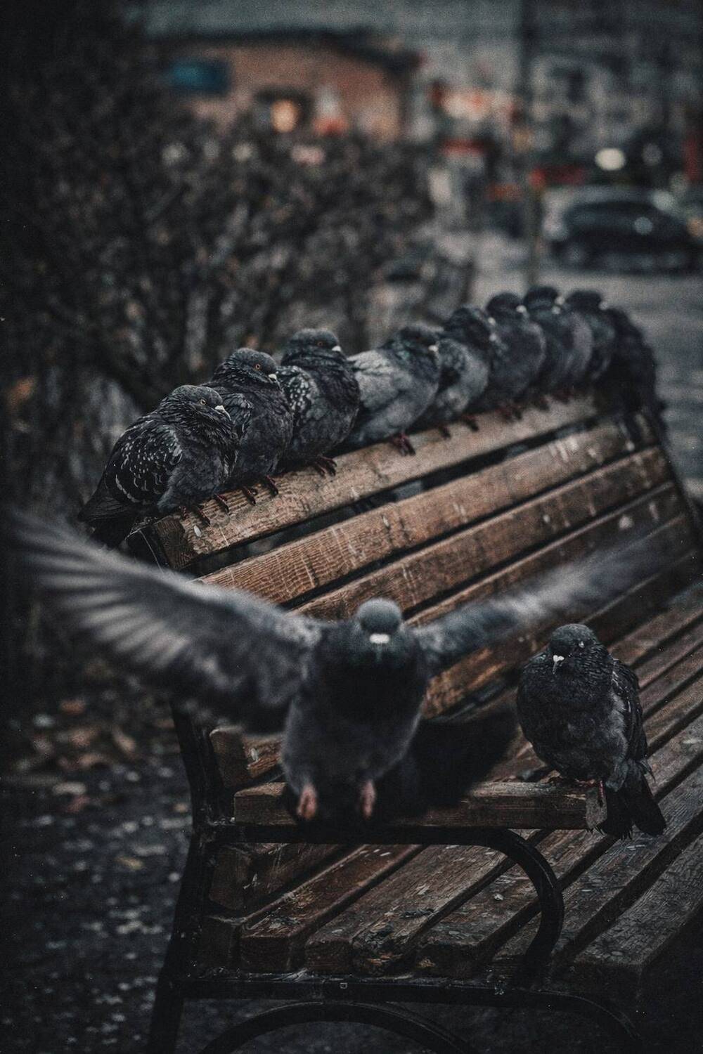 Голуби на старой скамейке
