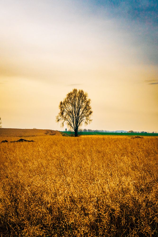 Photograph by Richard Blackwood