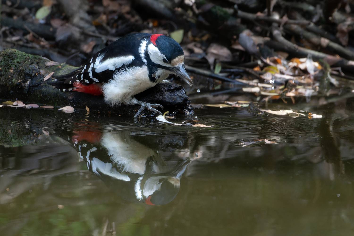 Фотография #13308781