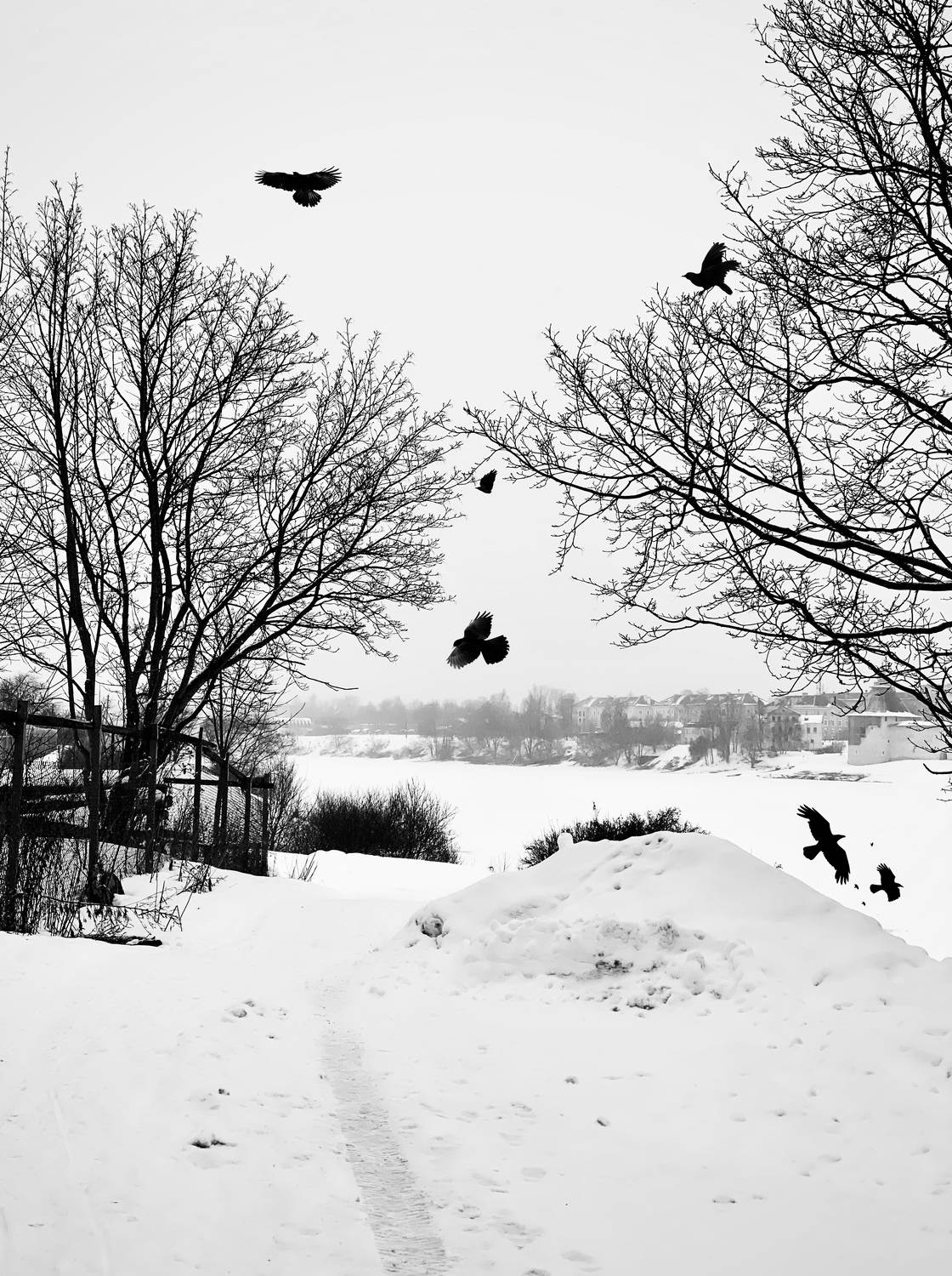 Photo #13308867