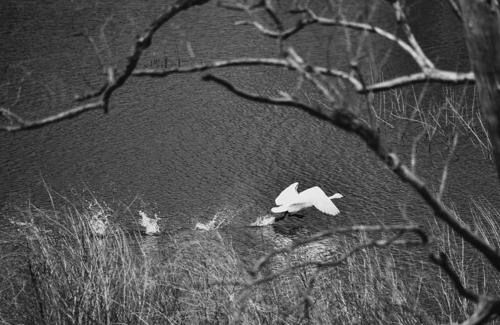 Photograph by Ирина Ненашева