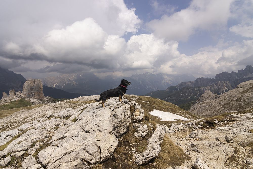 Small dog in big mountains