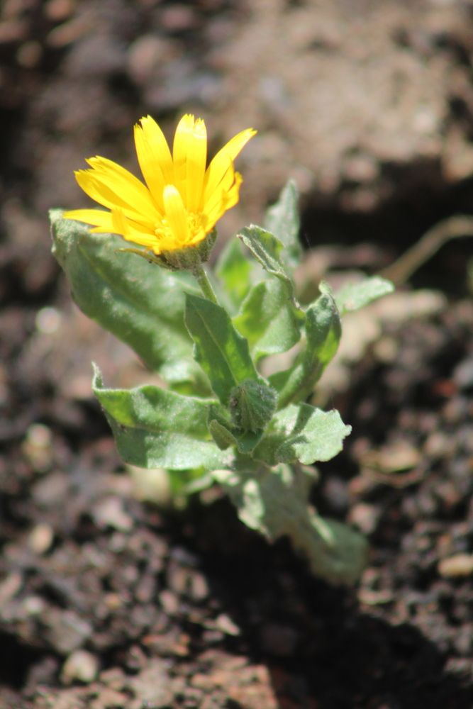 Primavera
