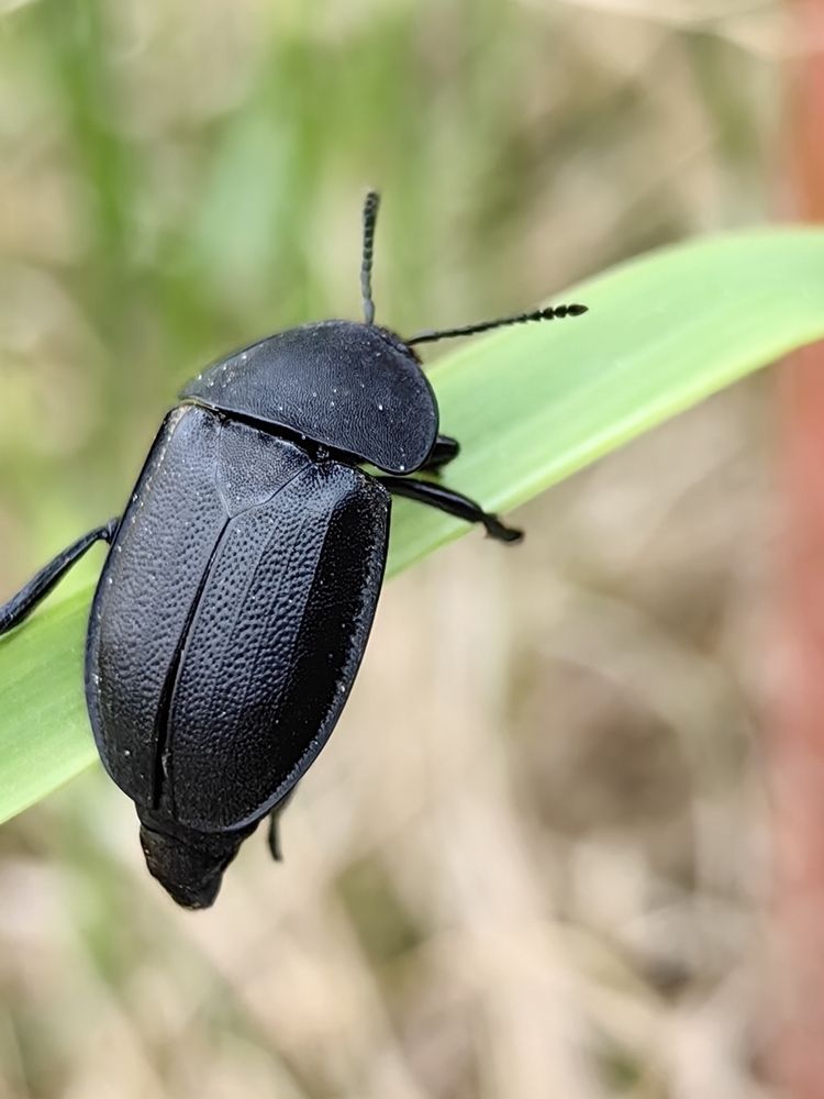 Печальный жук