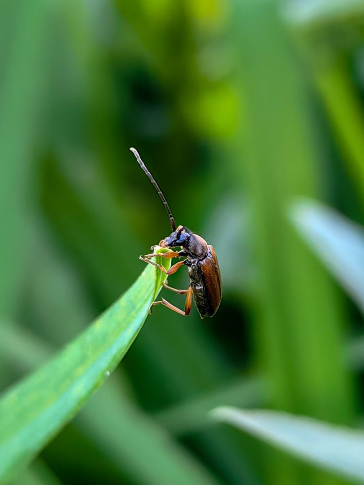 Жучок на травинке