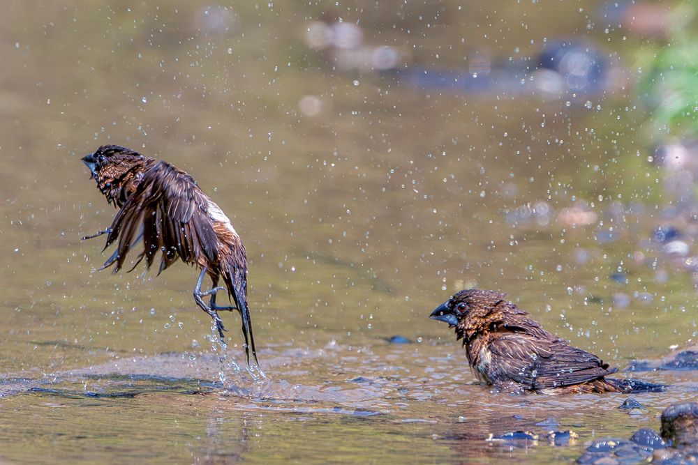 Bath to flight