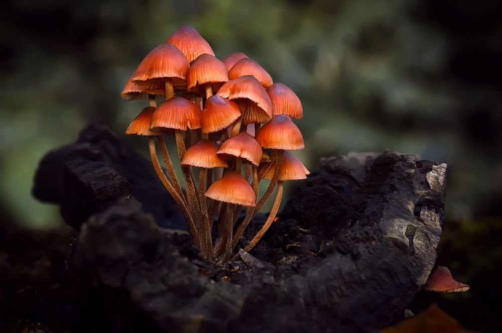 Photograph by Тараненко Анжелика