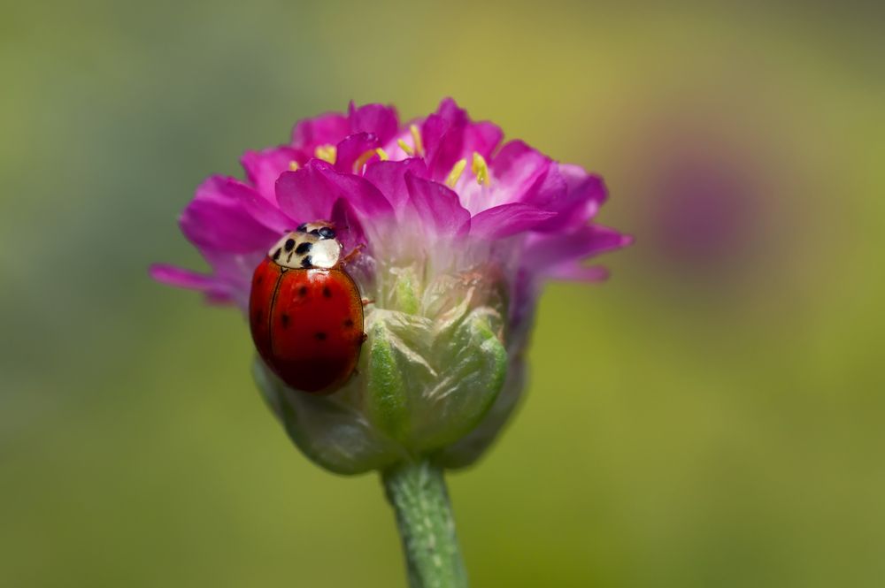 Photograph by Тараненко Анжелика