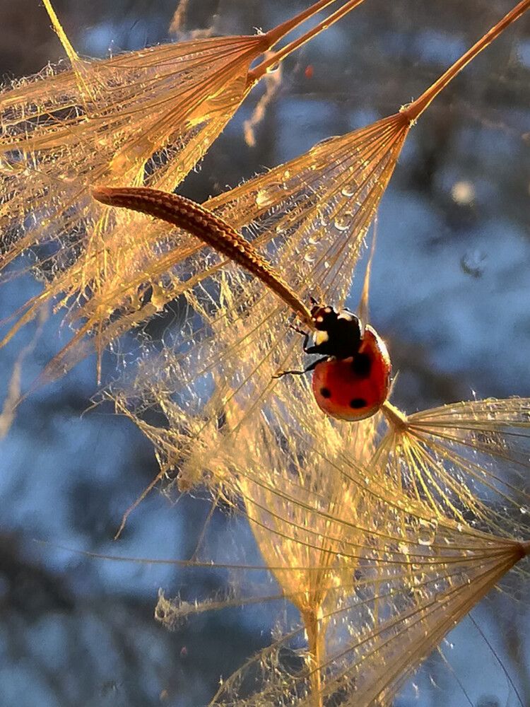 Photograph by Ульяна Кузьмина
