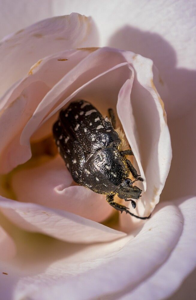 Photograph by Юлия Шурандина