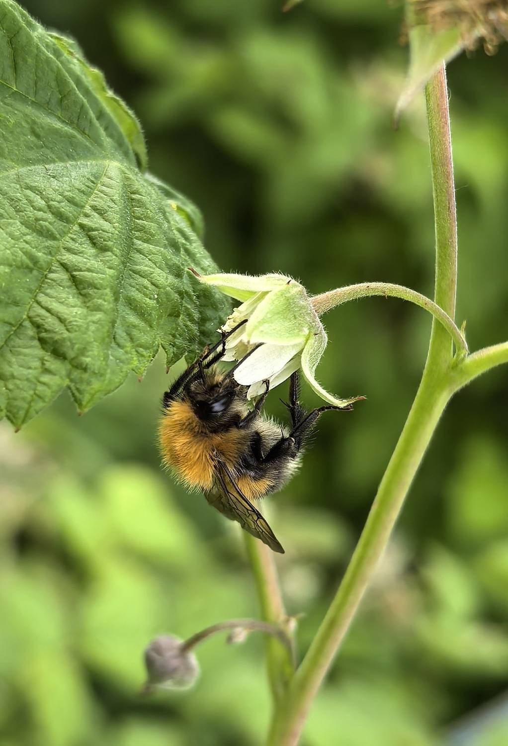 Шмель в малиннике.